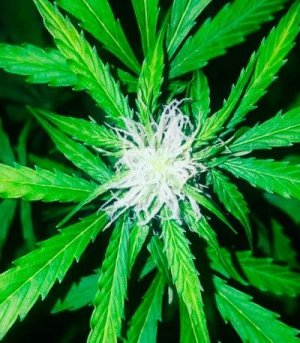White_Widow_AutoFem.jpg