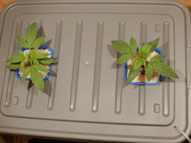 Gorilla Glue Auto от FastBuds