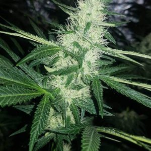 week7.jpg