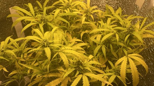 WhatsApp Image 2022-04-03 at 18.07.02.jpeg WhatsApp Image 2022-04-03 at 18.07.02.jpeg