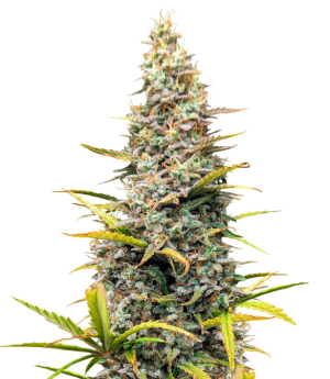 crime caramel 2 auto.png