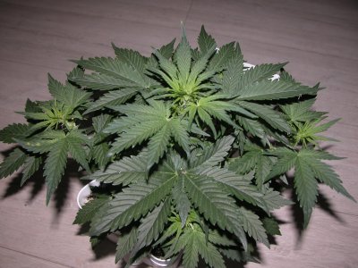 DSCN4198.JPG