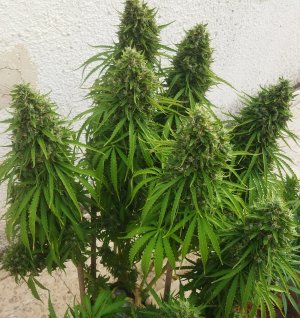 45645 - Copy.jpg 45645 - Copy.jpg