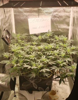 IMG_20250523_202809_884 (1).jpg