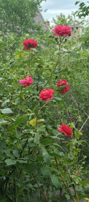 IMG_20250530_161730_023.jpg