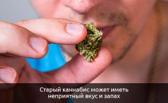 Izmenenie-vkusoaromaticheskih-svojstv__JfTJ336HevMhc4lF.jpg