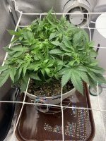 IMG_0915.jpeg