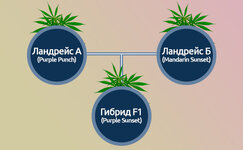Kak-sozdayutsya-sorta-F1__ROBkDiCIfLo9Z7ub.jpg Kak-sozdayutsya-sorta-F1__ROBkDiCIfLo9Z7ub.jpg