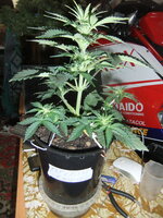 DSCF0129.JPG