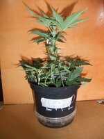 DSCF0174.JPG