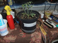 DSCF0192.JPG