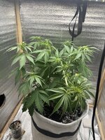 IMG_3690.jpeg