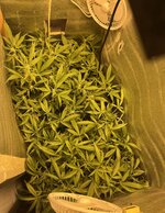 1 — копия.jpg 1 — копия.jpg