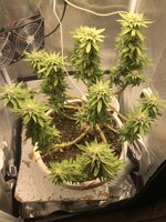 IMG_2936.jpeg