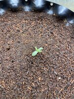 IMG_3362.jpeg