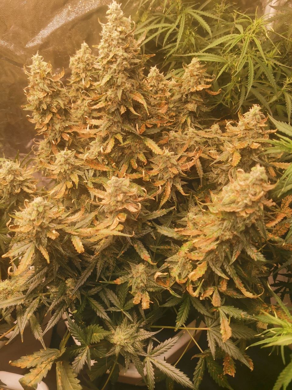 photo_2022-06-01 17.11.23.jpeg