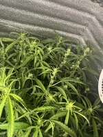 5 — копия.jpg 5 — копия.jpg