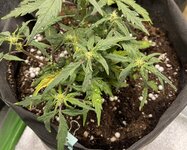 IMG_3280.jpeg