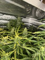 3 — копия.jpg