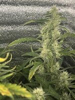 7 — копия.jpg