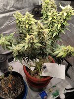 Две подружки убивашки,или приключения инвалида в мире грова часть вторая