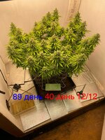 Большой синий Папка  5.0