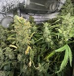 Кислая ревность на DWC