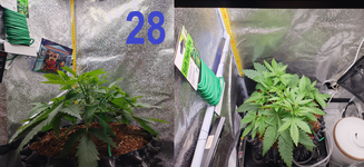 Первый раз в первый класс