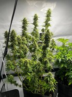 Легендарные калаши