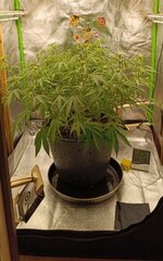 А кому яблочного штруделя))..