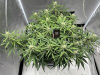 Пробуем КБД сорт Apple Betty