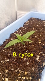8 сут (1).jpg