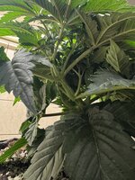 IMG_6403.jpeg IMG_6403.jpeg