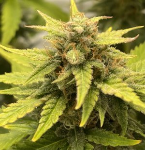 04ED79AA-AEAD-40F4-9244-7FCB420810D1.jpeg