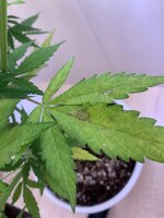 IMG_5550.jpeg