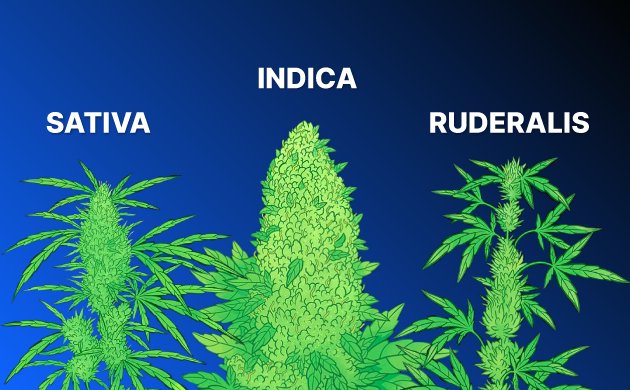 Все о генетике и селекции конопли