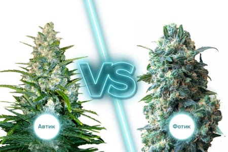 Автоцветущие и фотопериодные сорта конопли