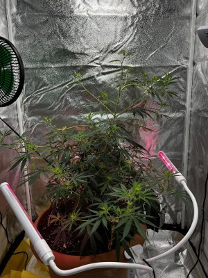 D2407369-0FEB-4B78-BF1A-4CDFFD32E43E.jpeg D2407369-0FEB-4B78-BF1A-4CDFFD32E43E.jpeg