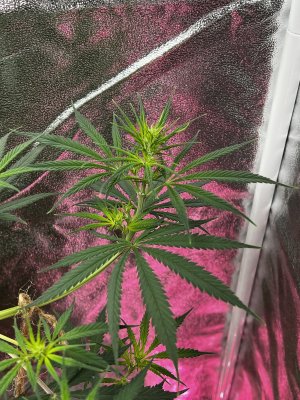 8978E3B8-21EF-44BA-9565-8185000405A3.jpeg 8978E3B8-21EF-44BA-9565-8185000405A3.jpeg