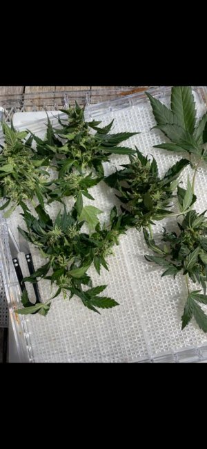 IMG-20220725-WA0003.jpg IMG-20220725-WA0003.jpg