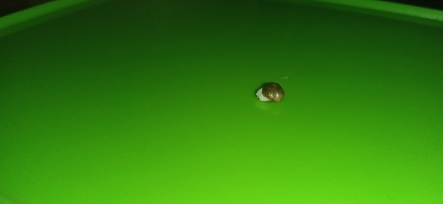 семка 1.jpg семка 1.jpg