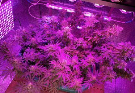 gorilla-glue-4-fem-anesia-seeds__ZQSIgTy8L5AbQ1ki.jpg gorilla-glue-4-fem-anesia-seeds__ZQSIgTy8L5AbQ1ki.jpg