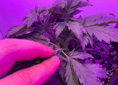 A32FF232-0252-45C7-B87D-6C345C0E766E.jpeg A32FF232-0252-45C7-B87D-6C345C0E766E.jpeg