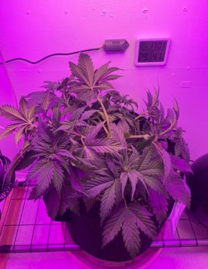 984185E5-1707-4FB8-82D6-1B8D694C035A.jpeg