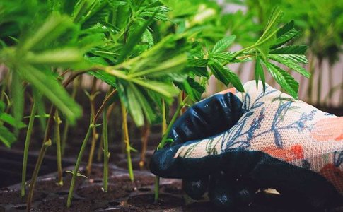 Клонирование конопли