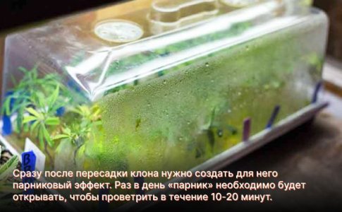 Взращивание клона марихуаны