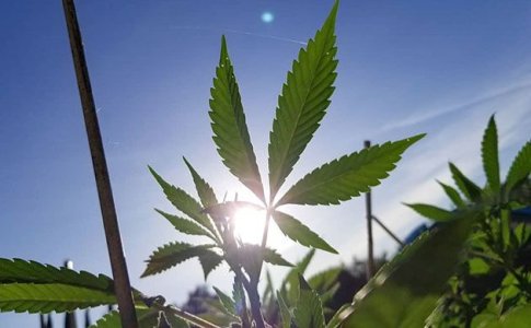 Время высадки конопли в аутдор