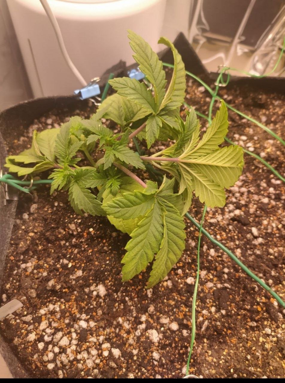 18 — копия.jpg 18 — копия.jpg