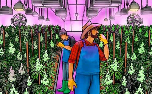 выращивание конопли