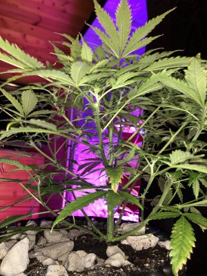 IMG_7543.JPG IMG_7543.JPG